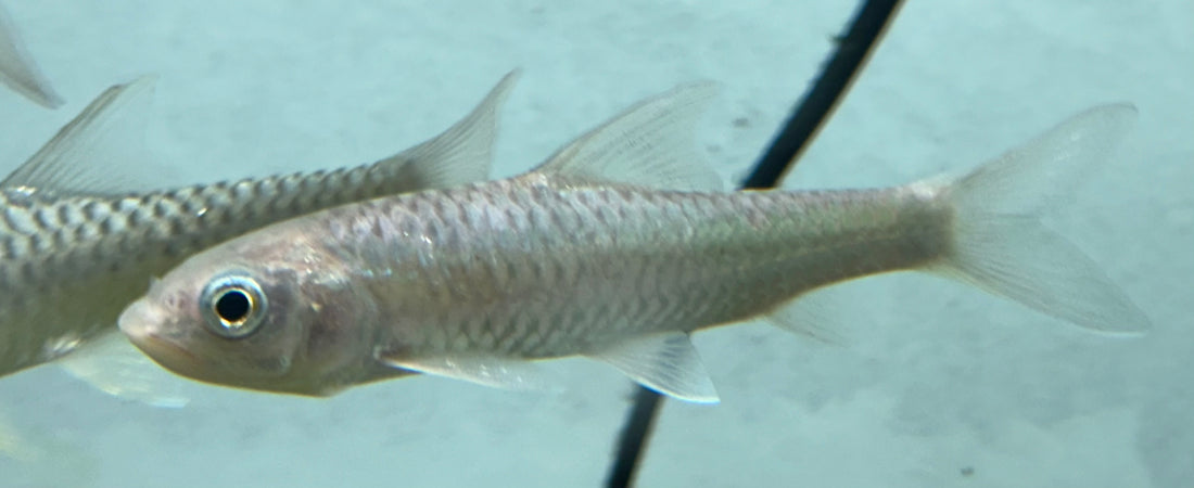 Copper Mahseer (5-6”)