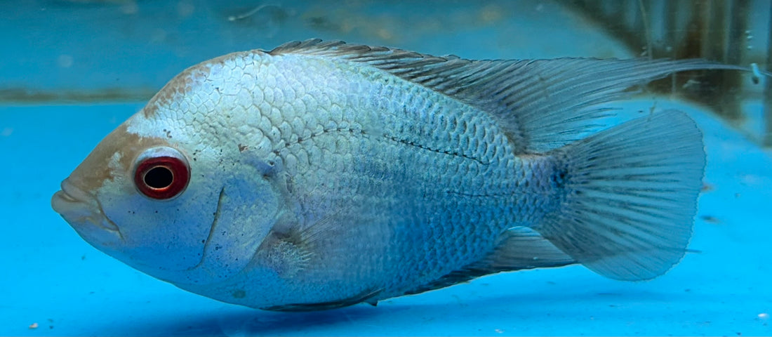 Thai Silk Flowerhorn (4”)