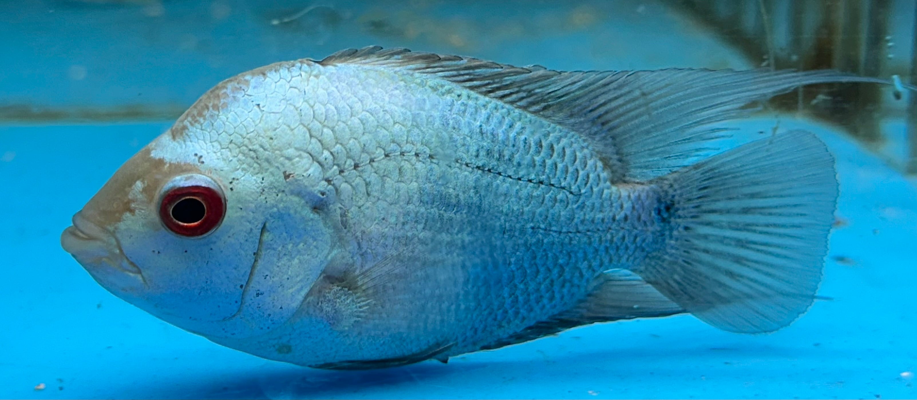 Thai Silk Flowerhorn (4”)