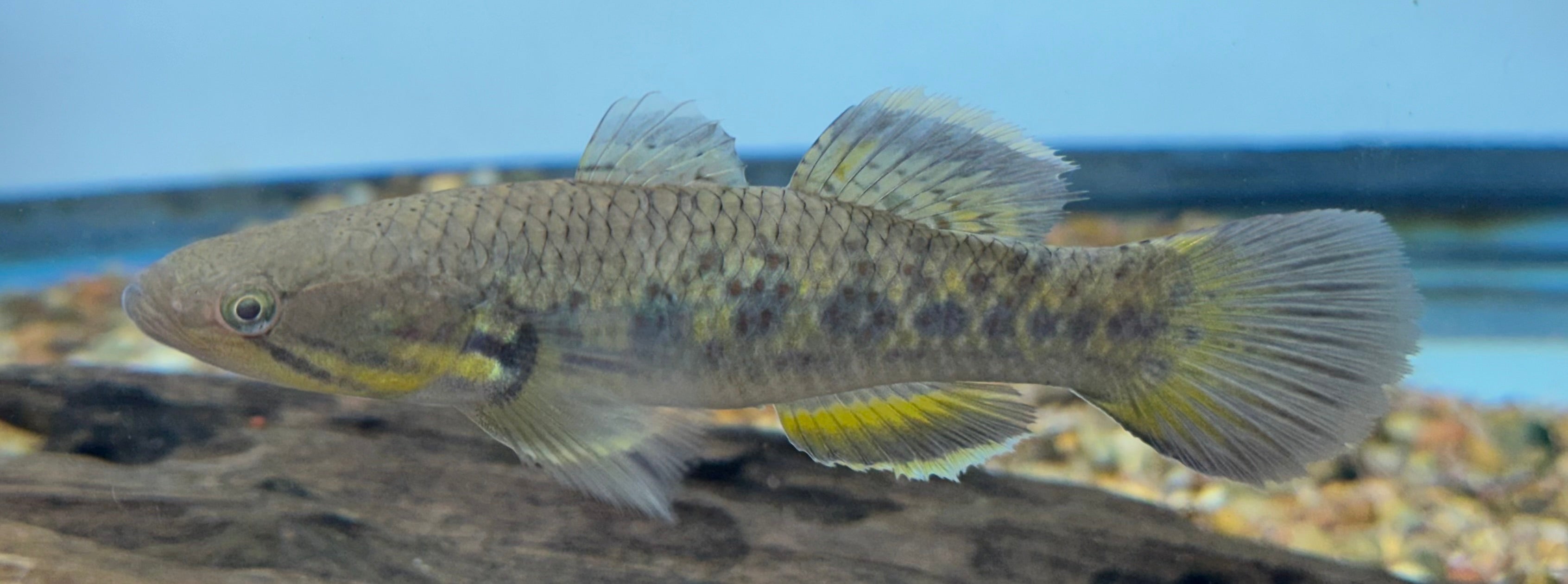 Snakehead Gudgeon (5-5.5”)