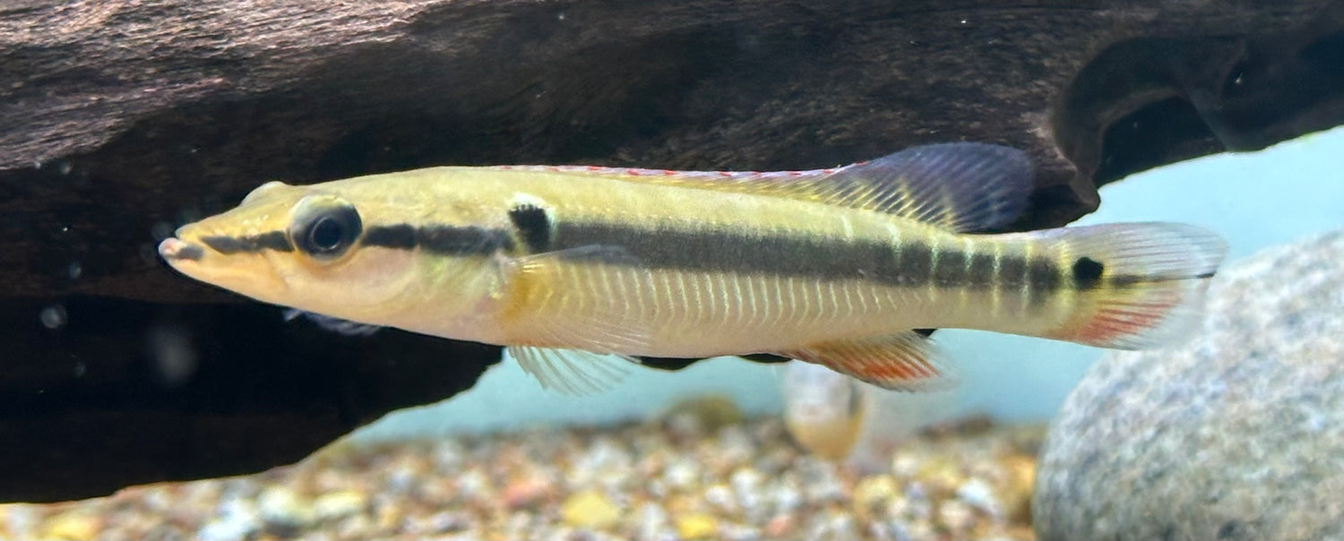 Zebrina Pike Cichlid (3.5”)