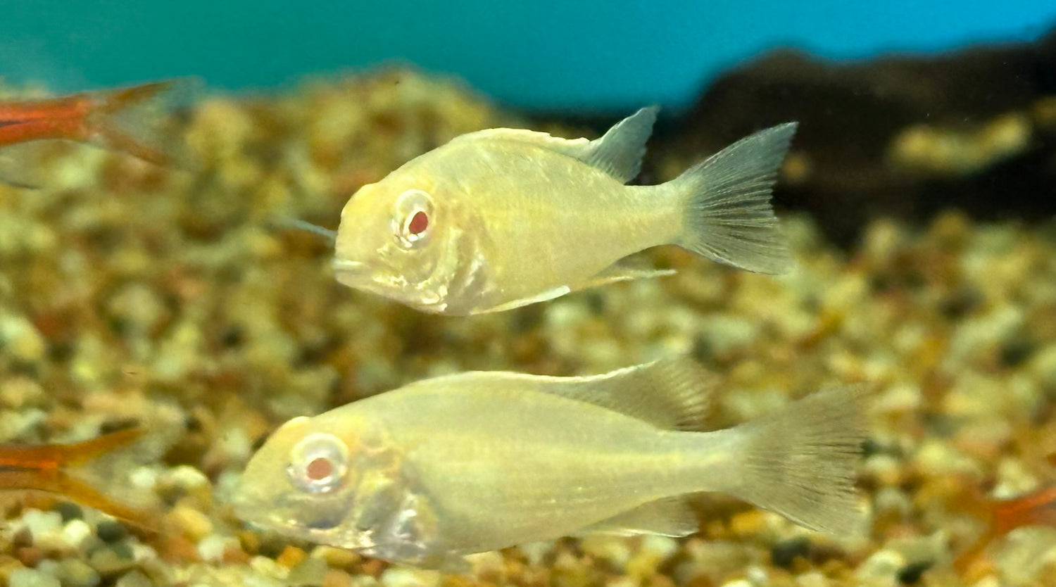 Baby Albino Red Head Tapajos Cichlid (1”)