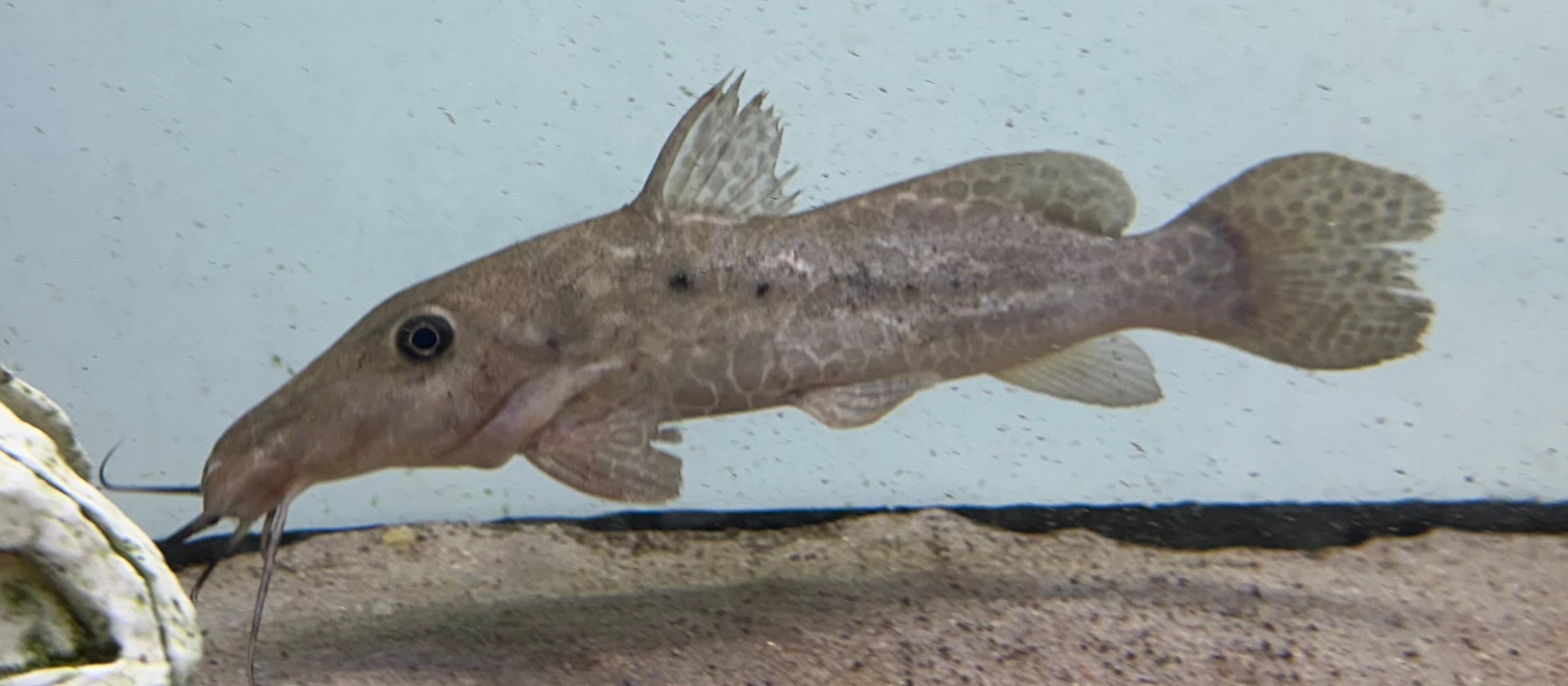 Giraffenose Catfish (7-8”)