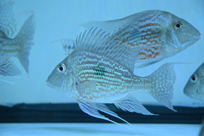 Large Sveni Geophagus (6-6.5”)