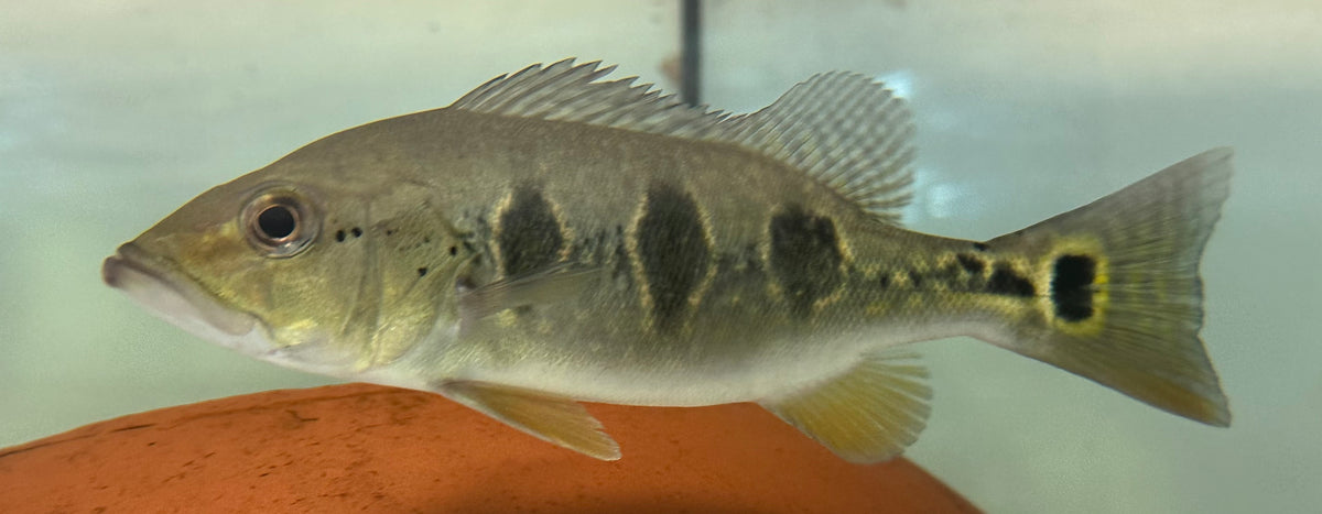 Large Orino Peacock Bass (7”)