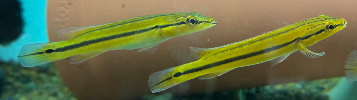 Xingu 1 Pike Cichlid (5”)