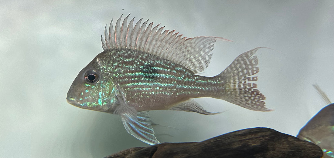 XL Sveni Geophagus Cichlid Breeding Pair (7-8”)