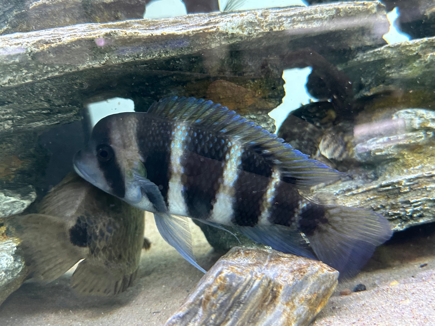 Large Frontosa Cichlid (5”+)
