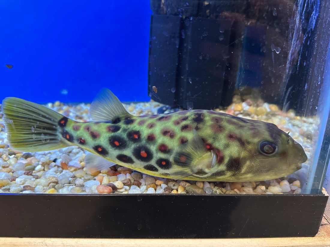 Cross River Puffer (8”+)