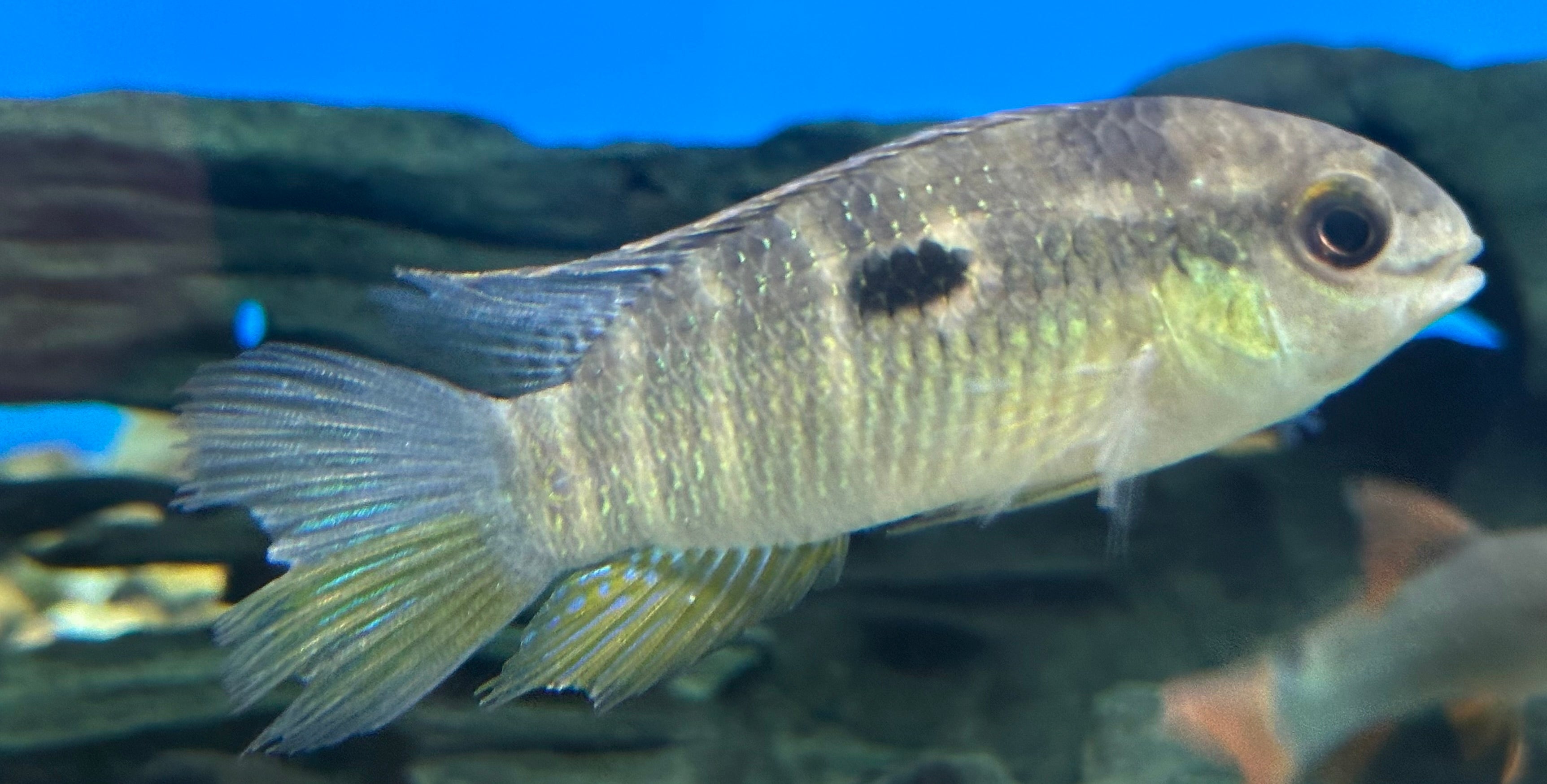 Yellow Acara Cichlid (2-2.5”)