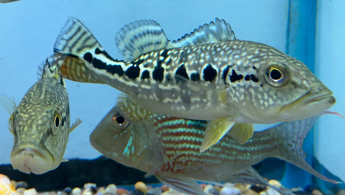 Cobra Snakeskin Peacock Bass (6-7”)