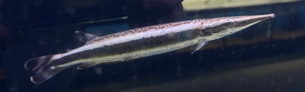 XL Striped Mosaic Gar (9”)