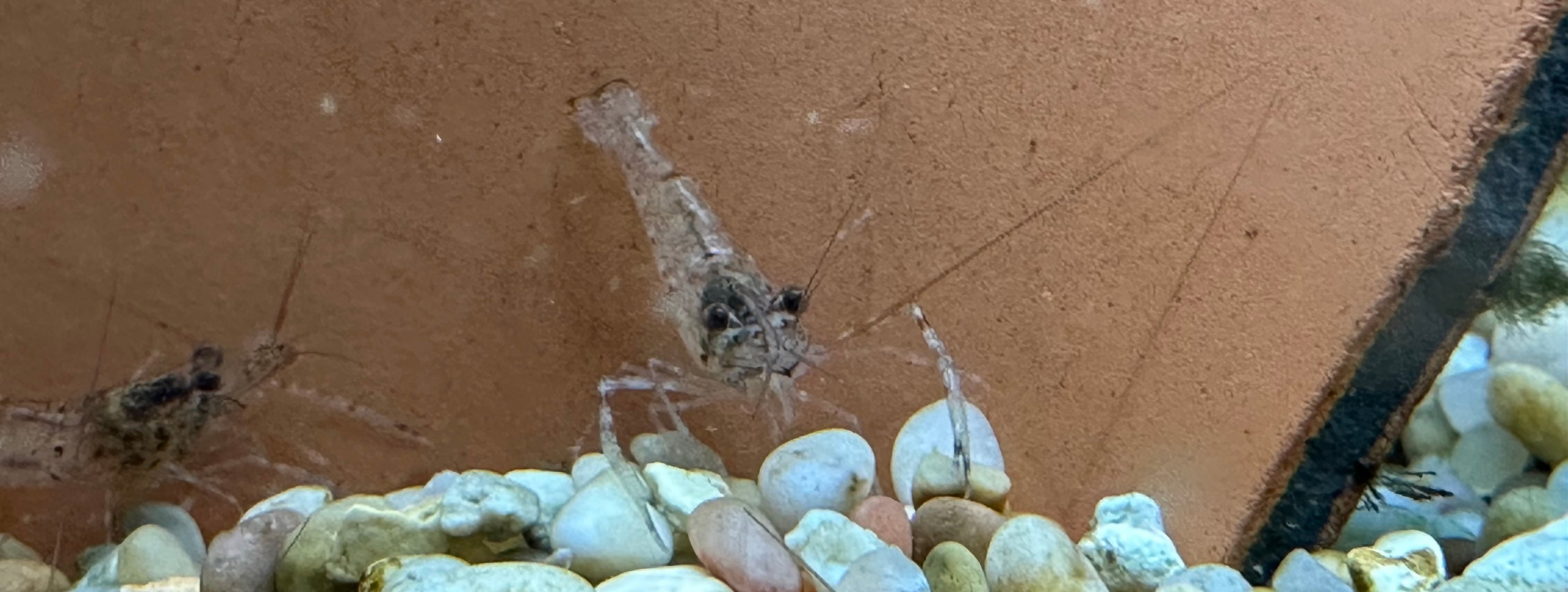 Baby Giant Prawn (1-2”)