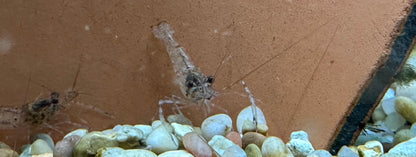 Baby Giant Prawn (1-2”)