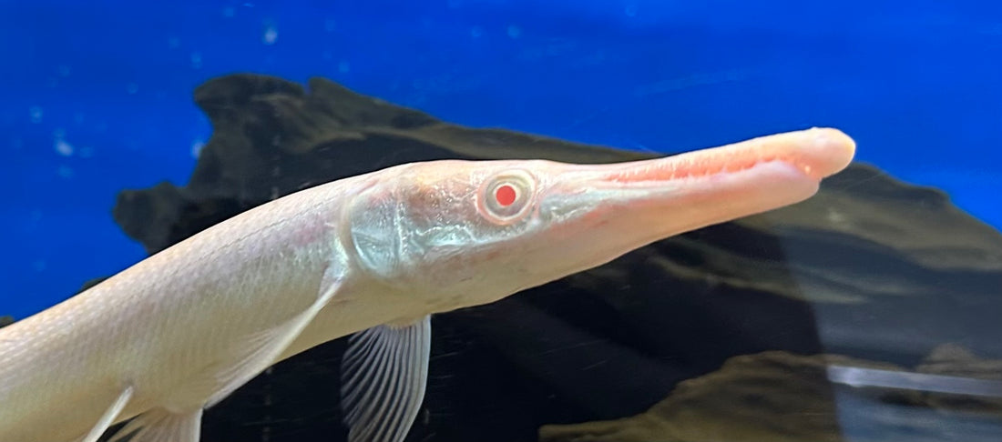 Albino Alligator Gar (11-12”)