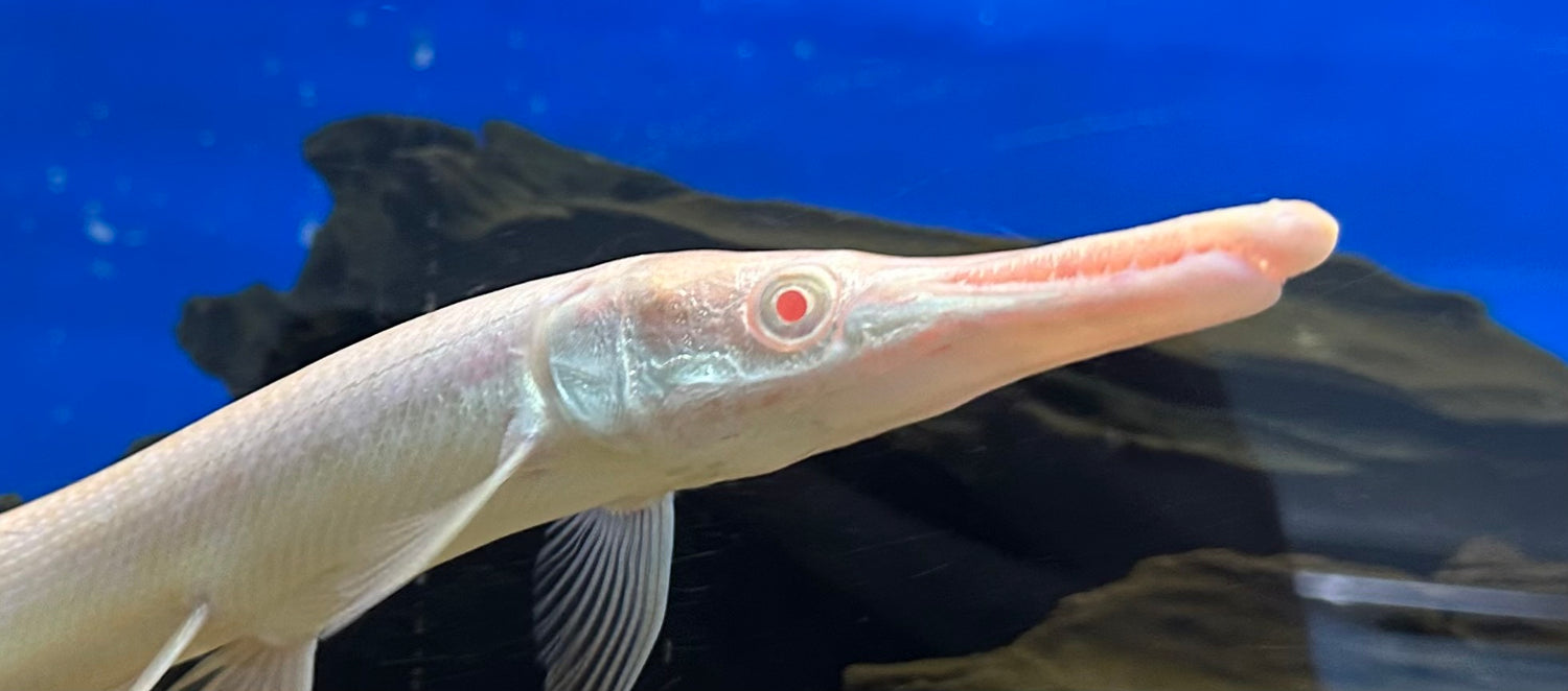 Albino Alligator Gar (11-12”)