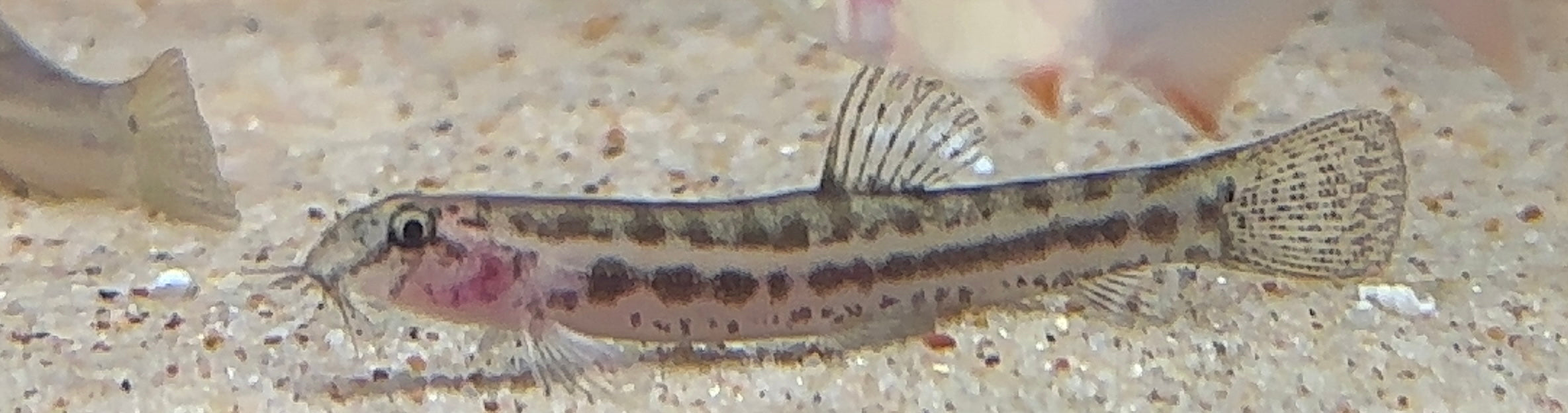 Panther Loach (1.5-2”)