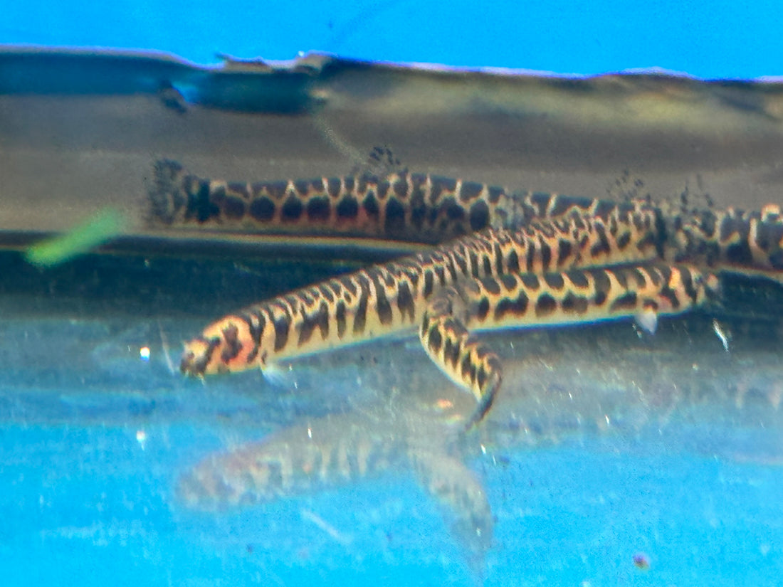 Spotted Kuhli Loach (2-2.5”)