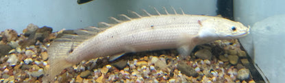 Platinum Lapradai Polytpterus (5-6”)