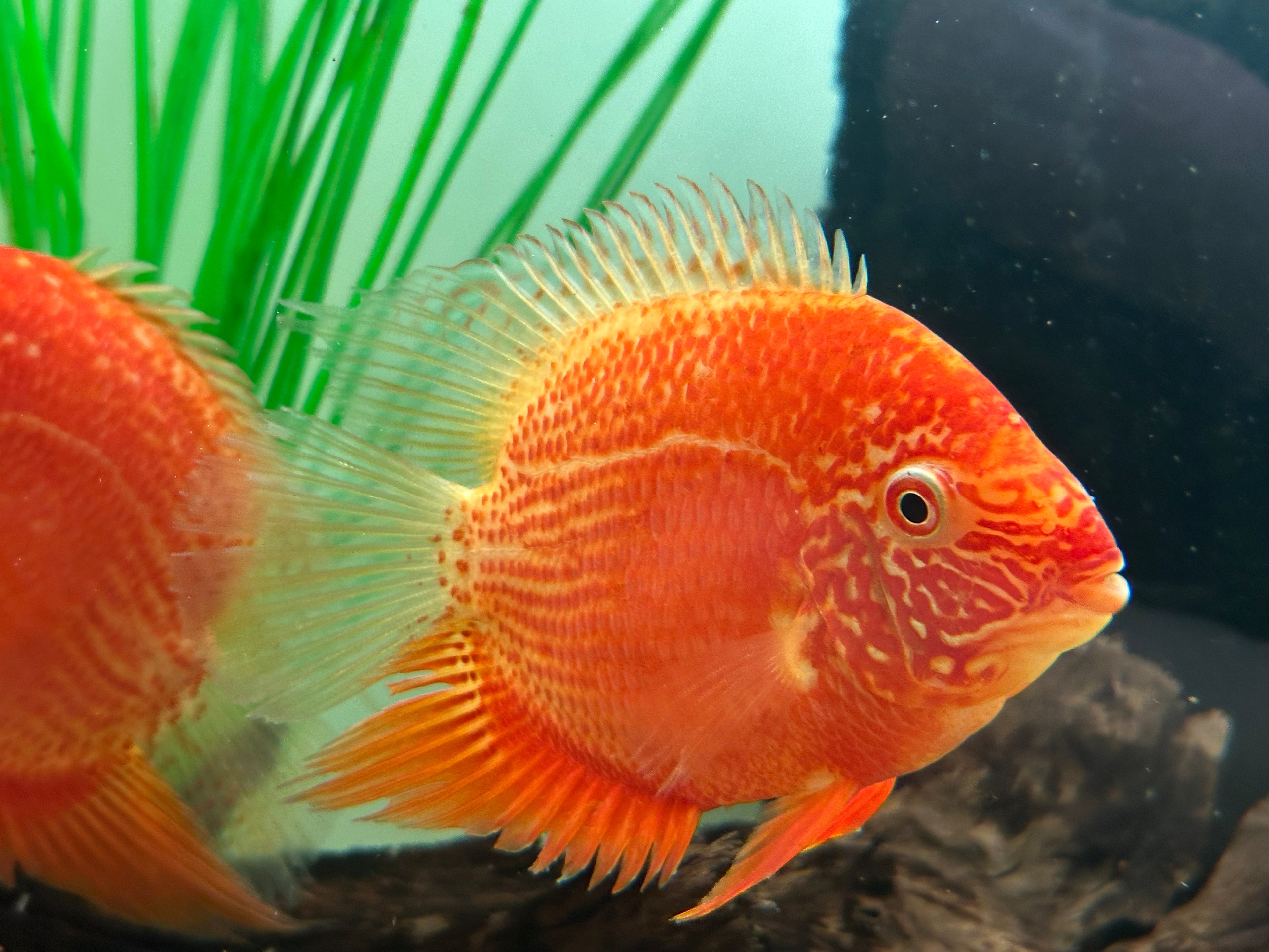 Large Red Severum (5”)