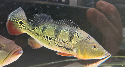 XL Brokopondo Peacock Bass (15-16”+)