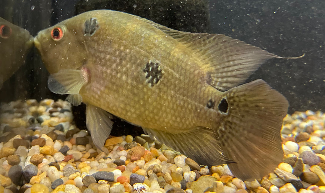 Trimac Cichlid Pair (6”+)