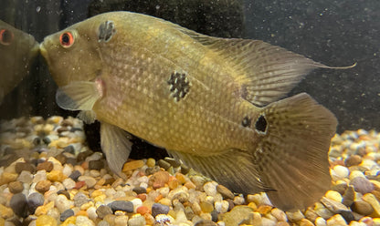 Trimac Cichlid (6”)