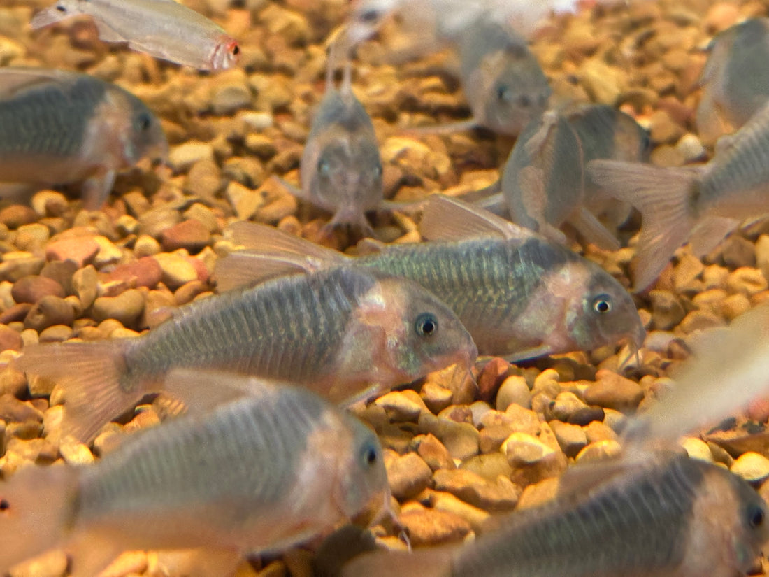 Eques Cory (1.75-2”)