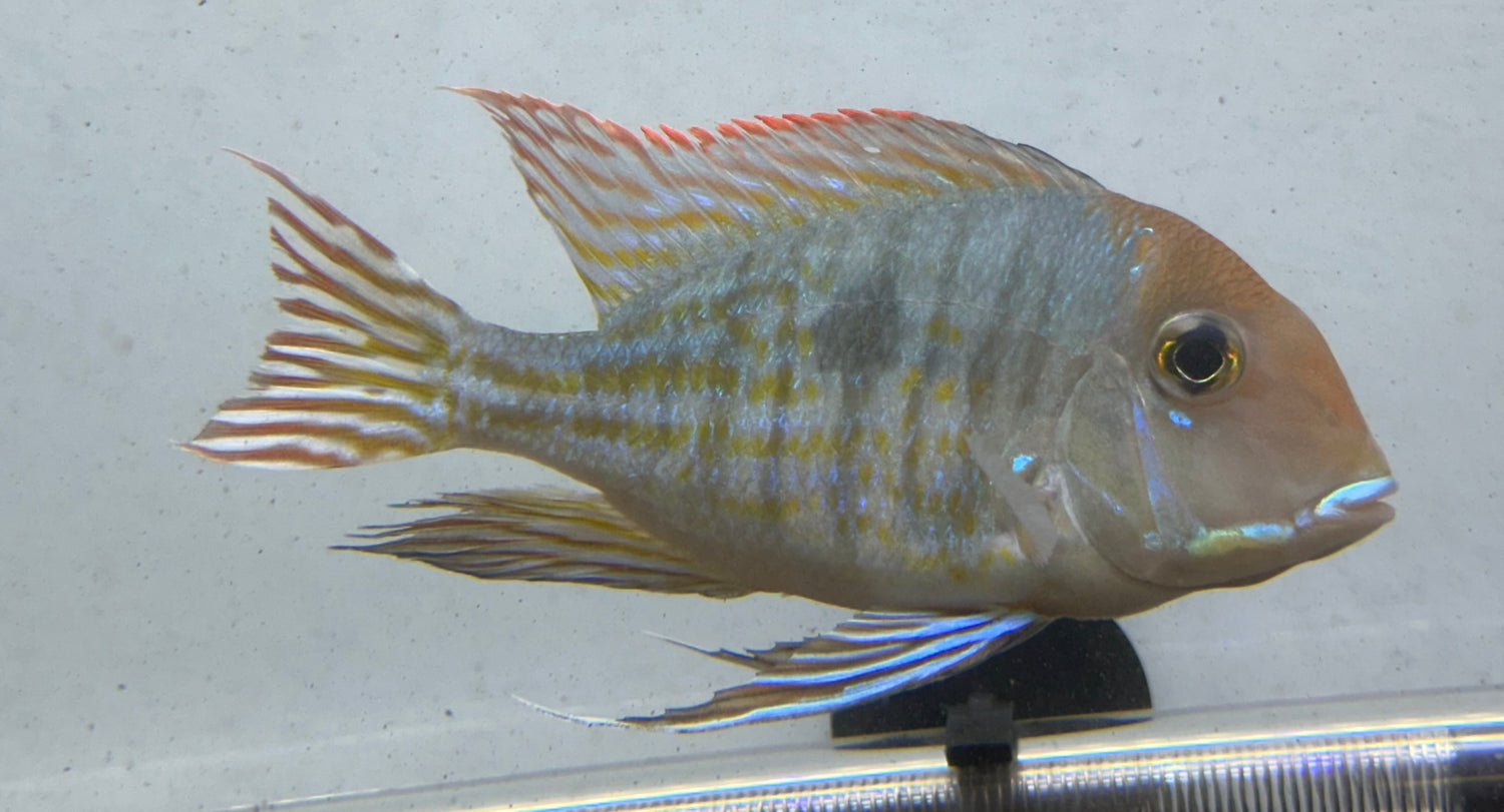 LARGE Red Head Tapajos Geophagus (5-5.5”)