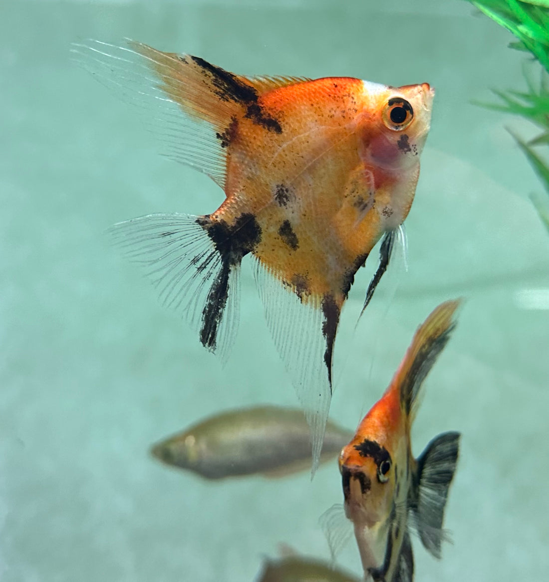 High Orange Koi Angel (2.5”)