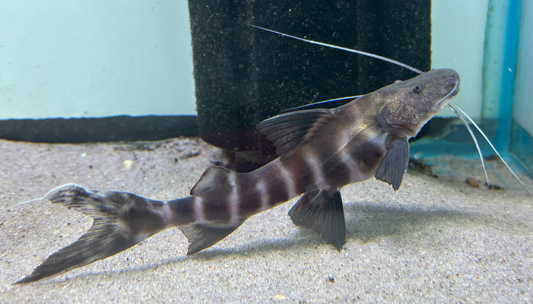 Juruense Catfish (7-8”)