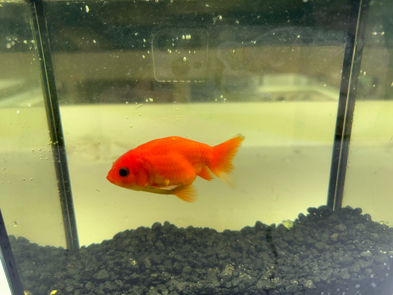 Assorted Ryukin Goldfish (2”)