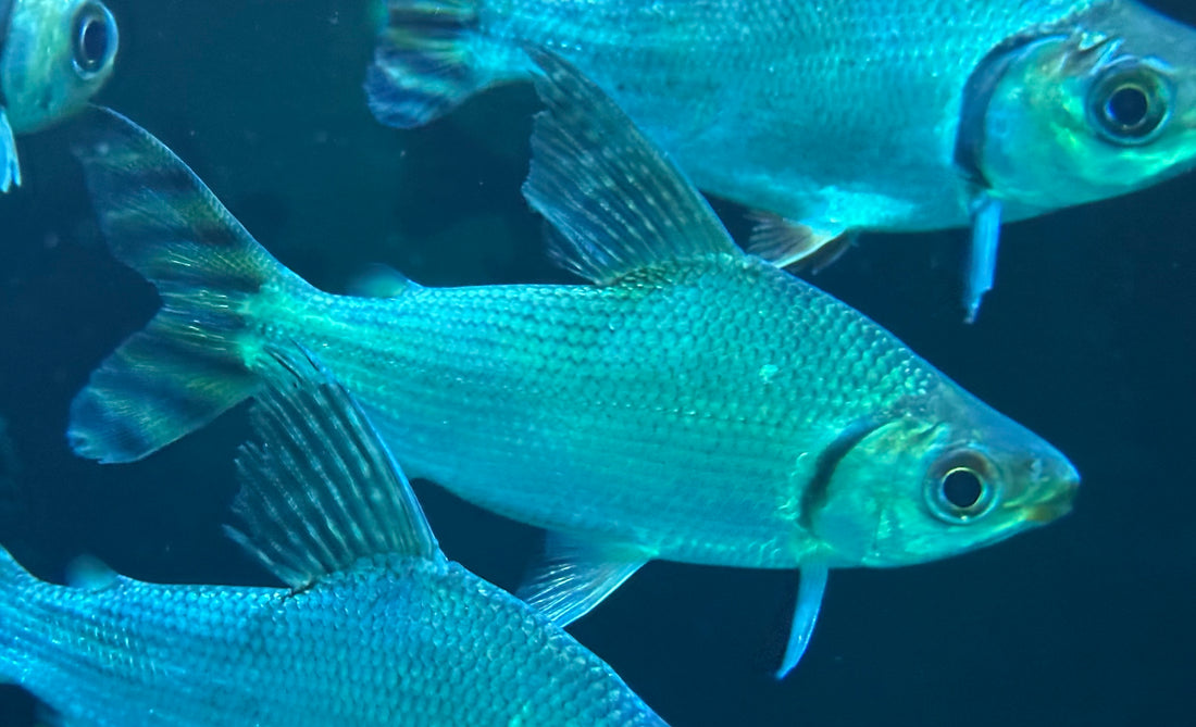 Yellow Flagtail (5.5-6”)