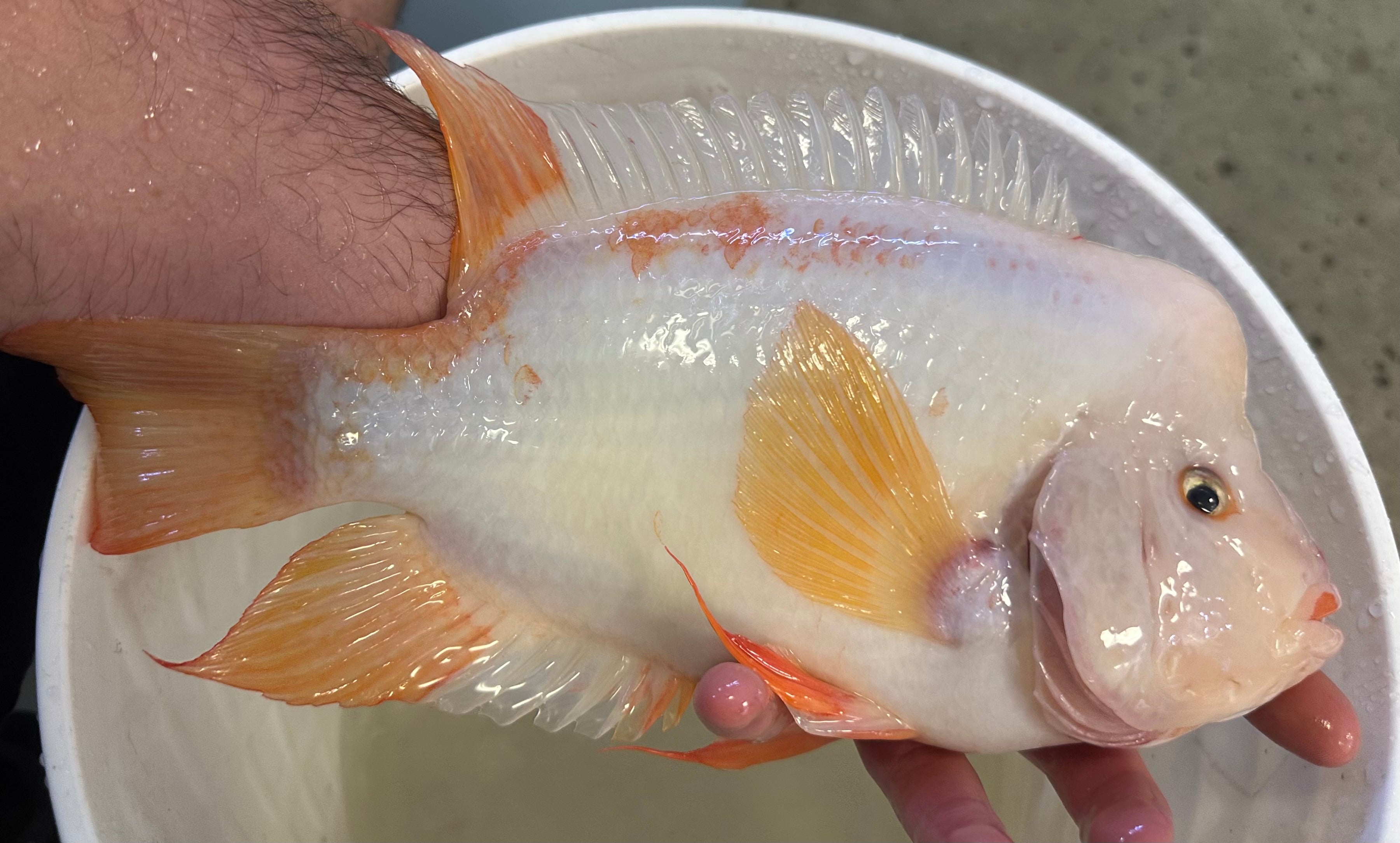 XL Creamsickle White Midas (9-10”)