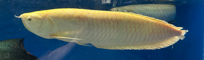 JUMBO Albino Silver Arowana (28-30”+)
