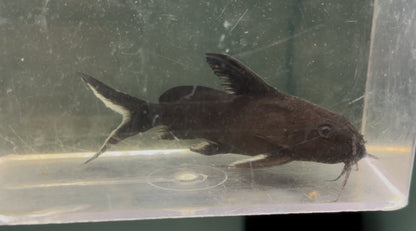 Synodontis Granulosus Catfish (3.5”+)