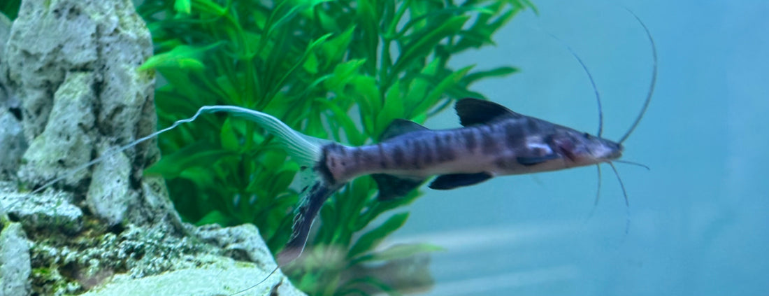 Baby Juruense Catfish (2.5-3”)