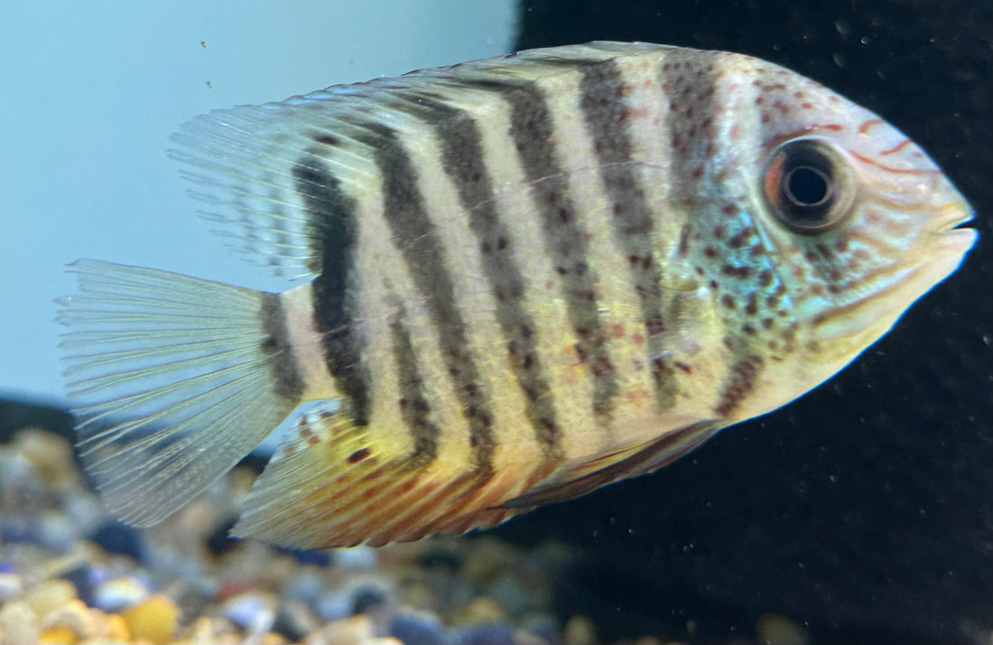 Tiger Severum Cichlid (3-3.5”)