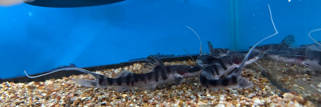 Tigrinus Catfish (3”)