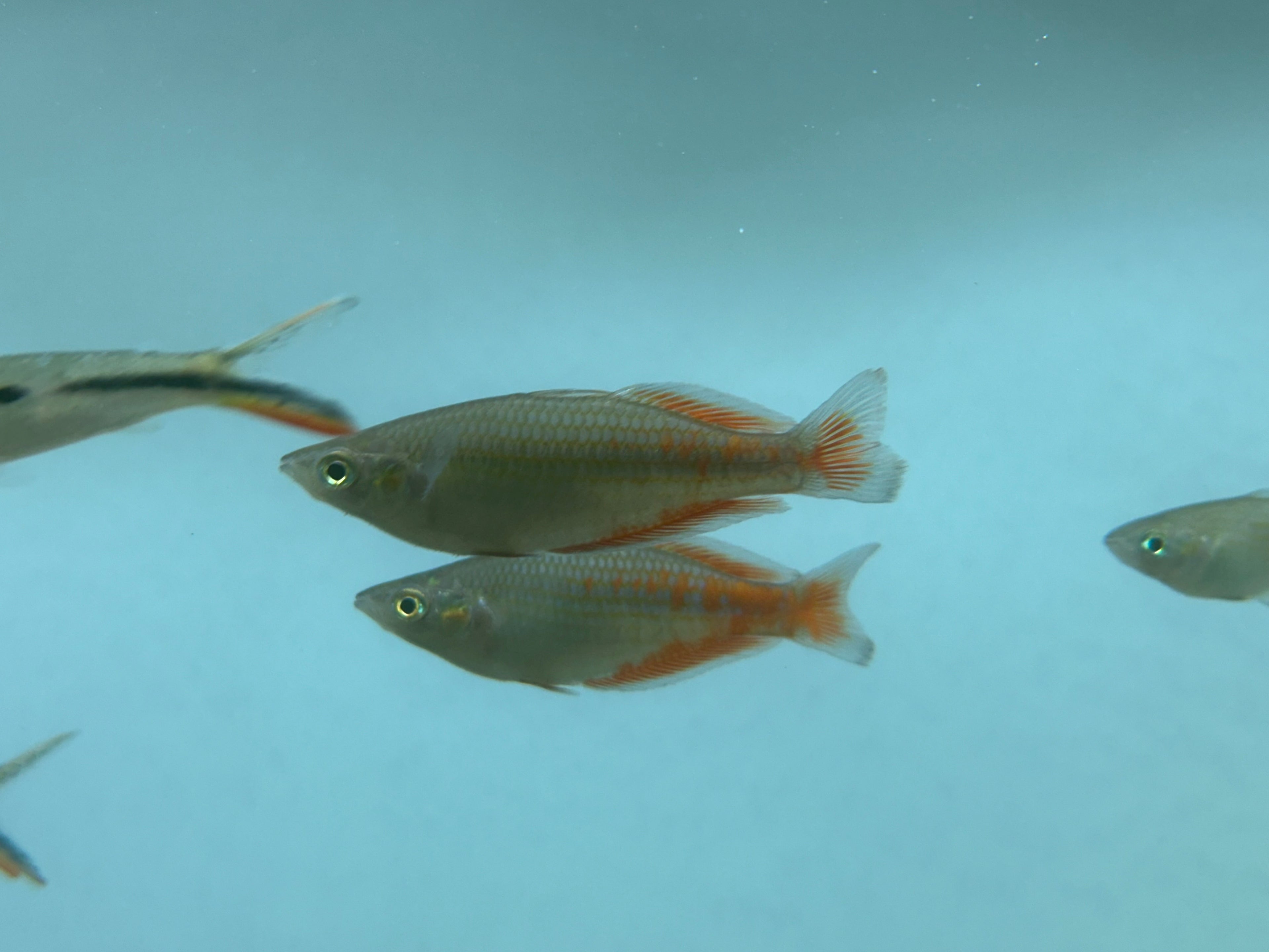 Pakistoni Rainbow Pair (2.5”)