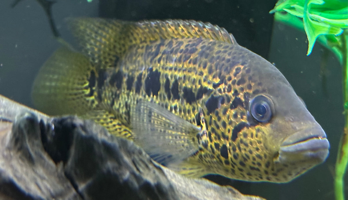 XL Yellow Jacket Cichlid (7-7.5”)