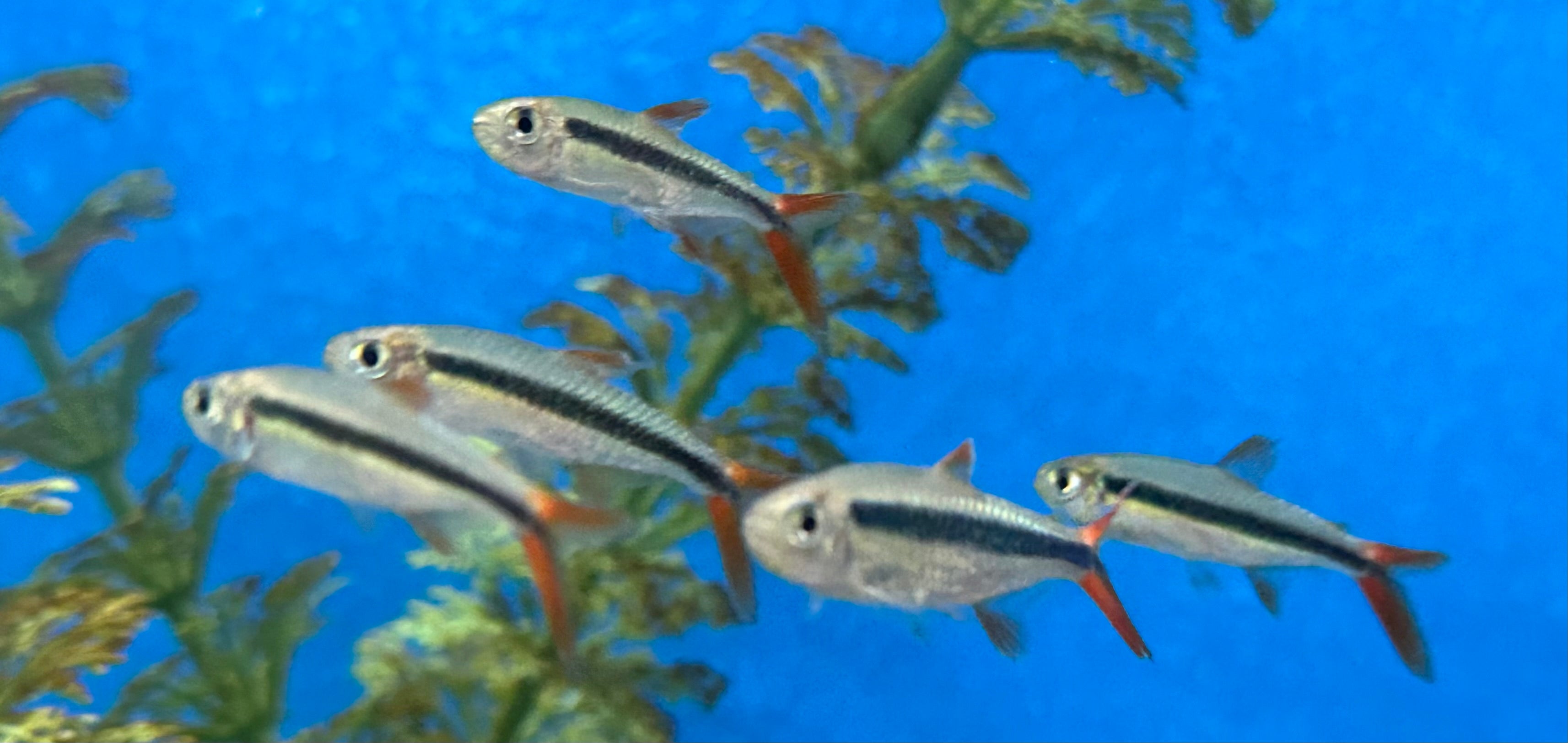 Redtail Penguin Tetra (1.25”)