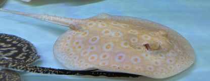 Albino Goldenbase Pearl Stingray (6-7”)