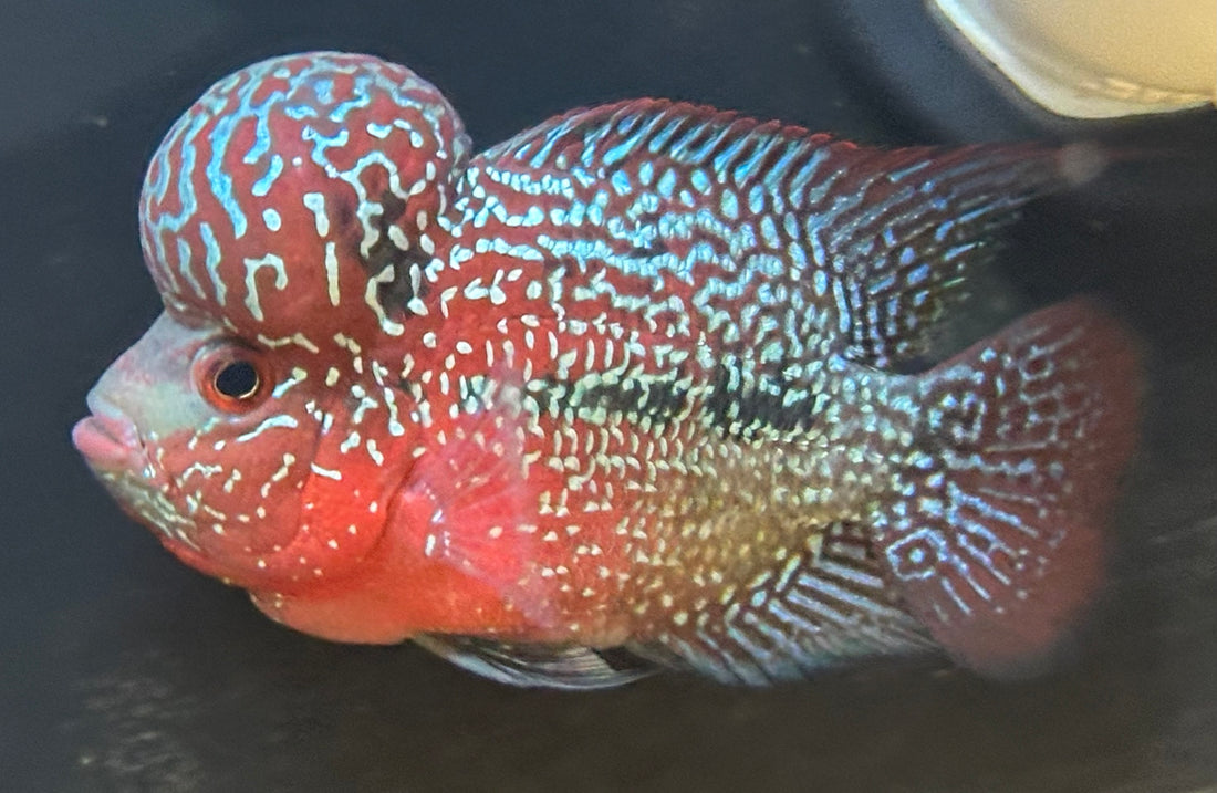 Super Red Dragon Flowerhorn (4.5”)