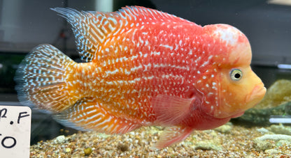 XL Goldenbase Flowerhorn (8”)