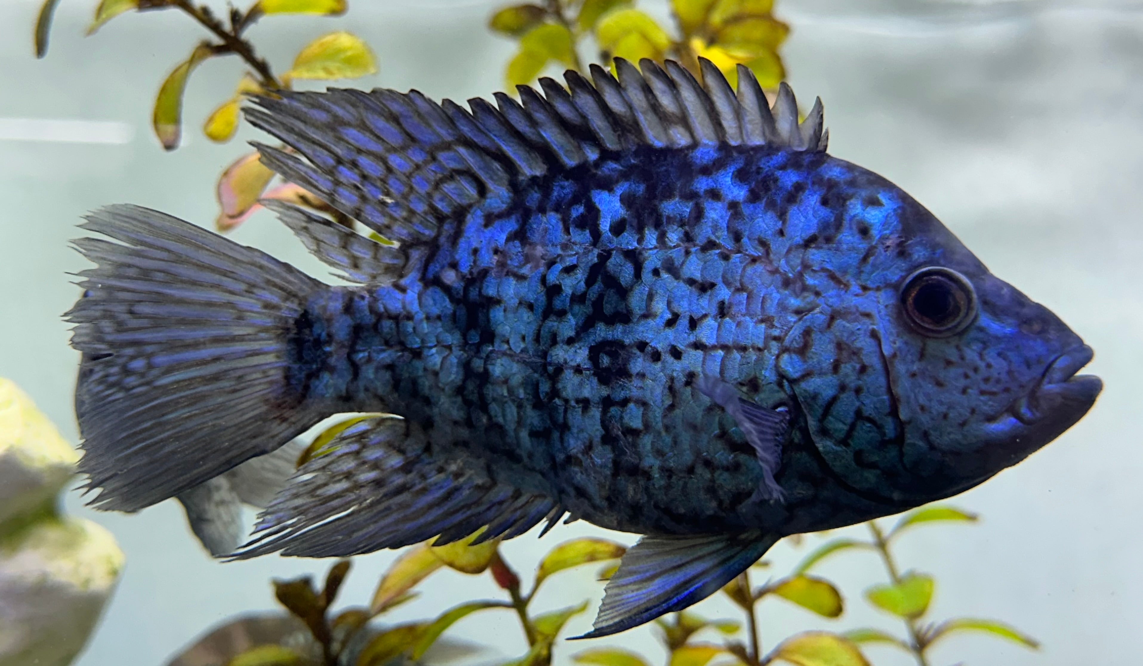 Carpintis Cichlid (5”)