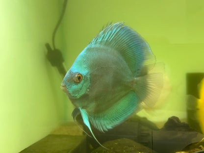 XL Discus (5”)