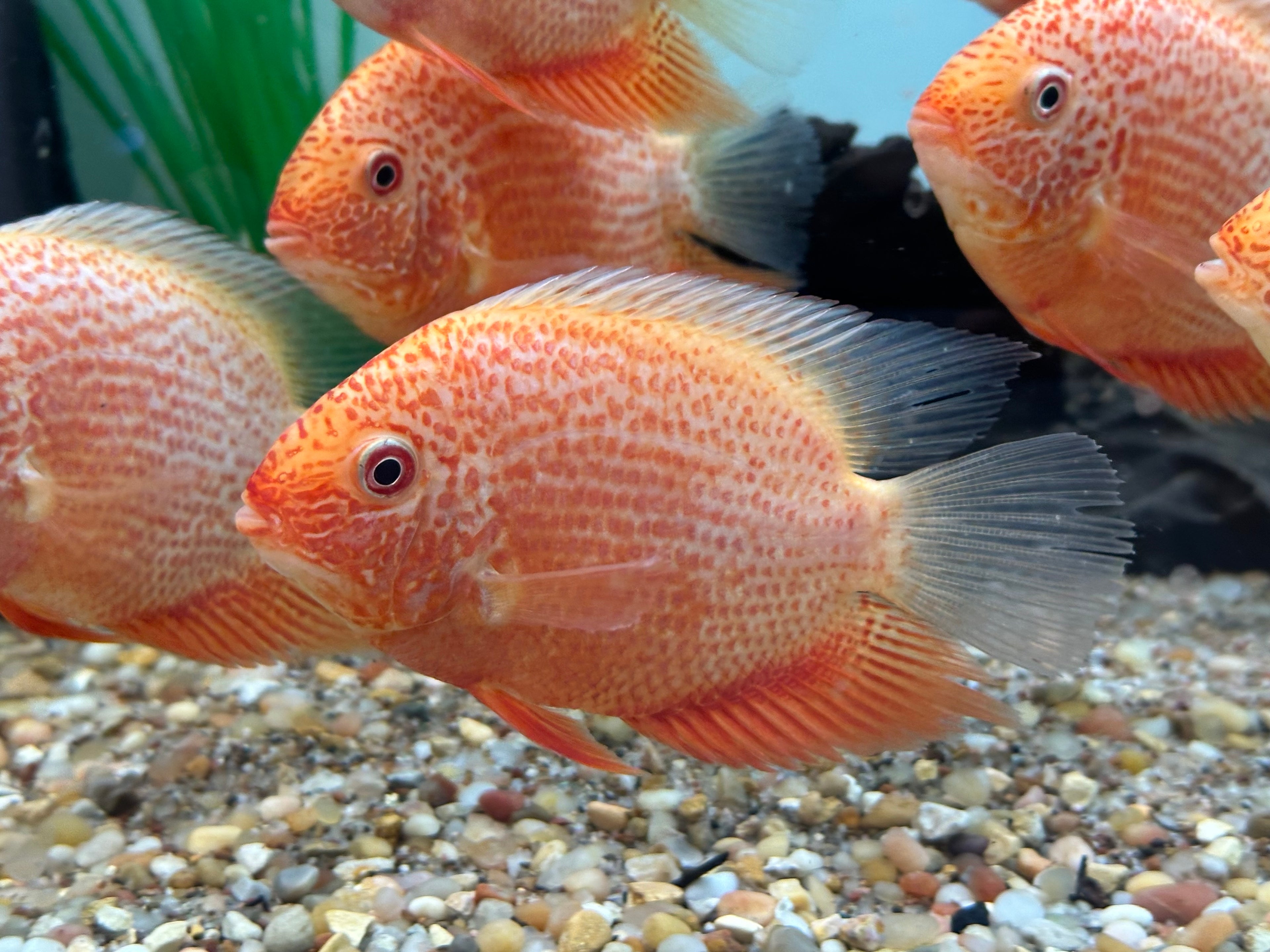 Red Severum (4”+)