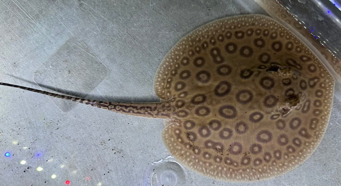 Pearl Stingray (Female 5.5”)