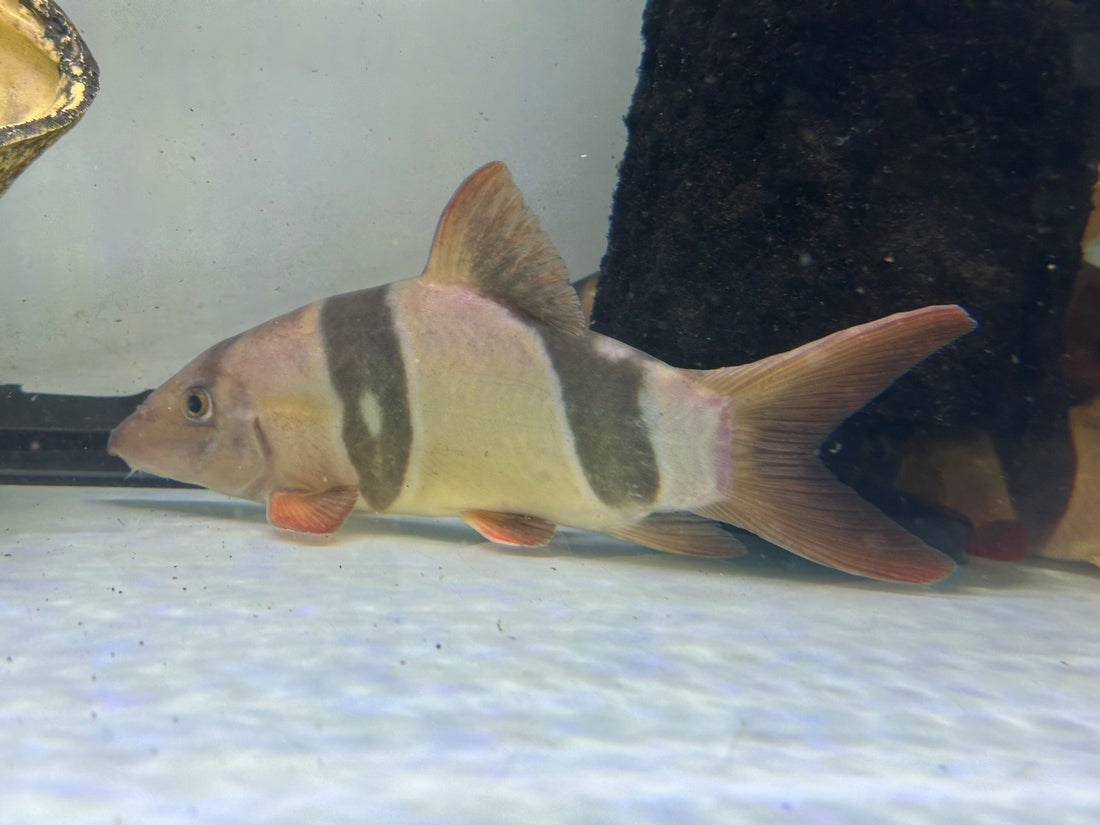 Jumbo Clown Loach (8”)